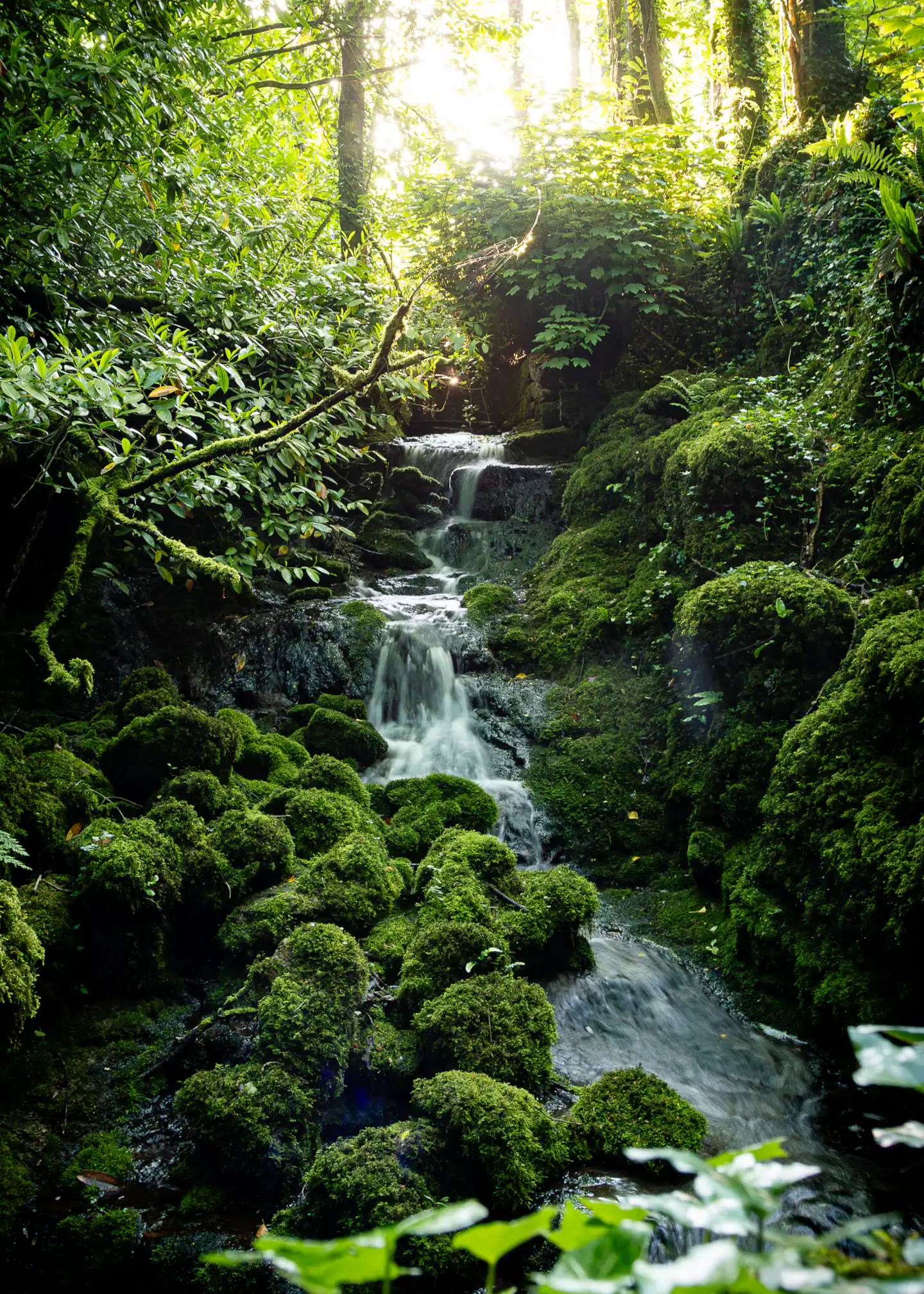 Hidden waterfall in the estate forest